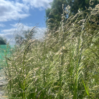 Deschampsia cespitosa 'Pixie Fountain'